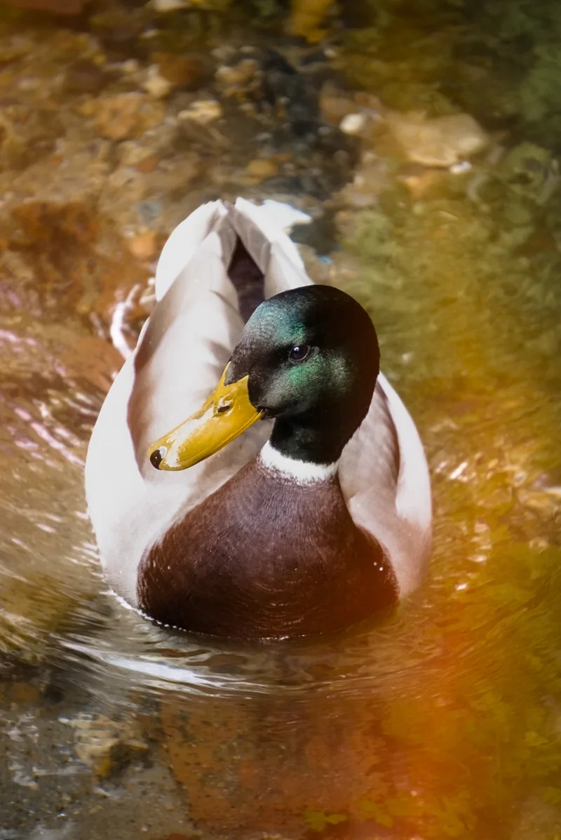 Un canard nage dans une eau aux reflets dorés