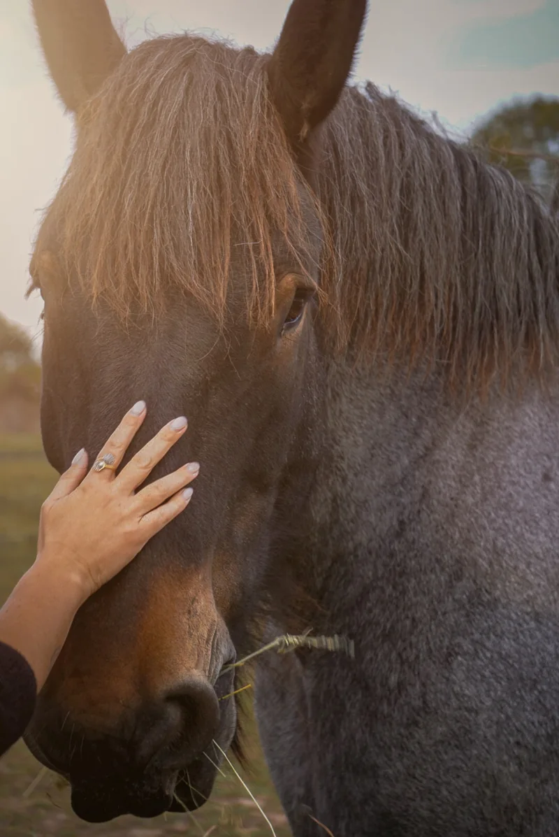 Une main caresse le front d’un cheval