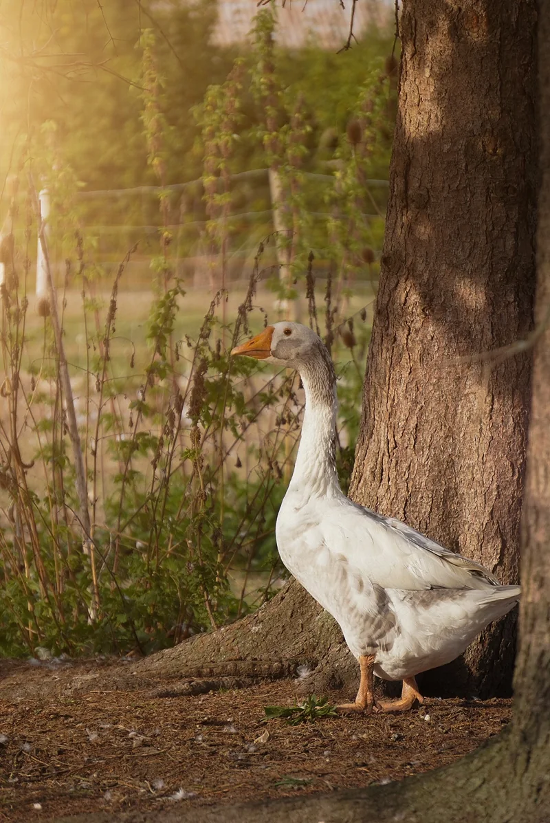 Une oie blanche se tient au pied d’un arbre dans la lumière